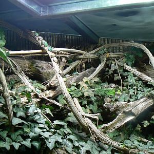 European Tree Frogs - 4 June 2019