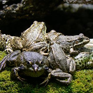 Marsh Frogs - 4 June 2019