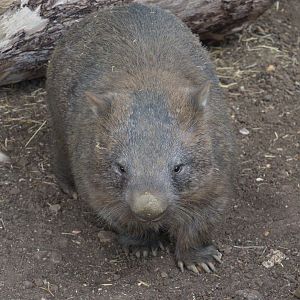 Wanda Wombat - Hamerton - 17/6/19