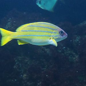 Saltwater fish ID - Zoo Antwerpen, 2019-04-20