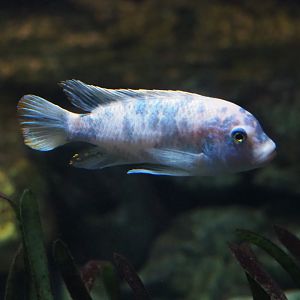 Malawi cichlid ID - Zoo Antwerpen, 2019-04-20