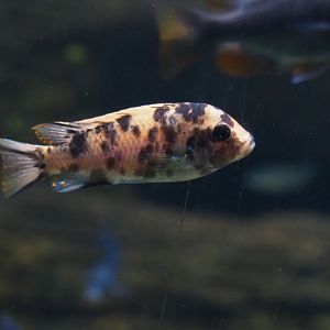 Malawi cichlid ID - Zoo Antwerpen, 2019-04-20