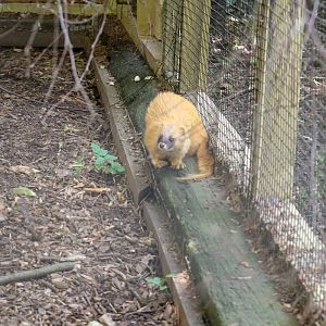 Siberian Weasel (Mustela sibirica)