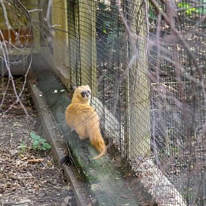 Siberian Weasel (Mustela sibirica)