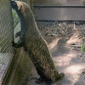 Lesser Grison (Galictis cuja)