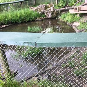 Asian Short Clawed Otter Enclosure