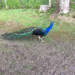 Adult Male Peafowl