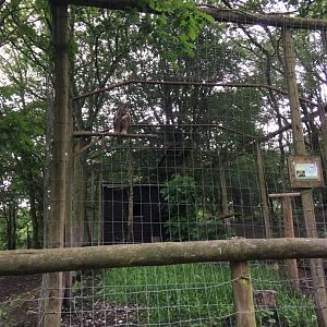 Great Horned Owl Aviary