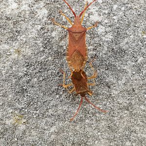 Mating Box bugs - Gonocerus acuteangulatus