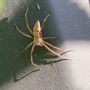 Nursery web spider - Pisaura mirabilis