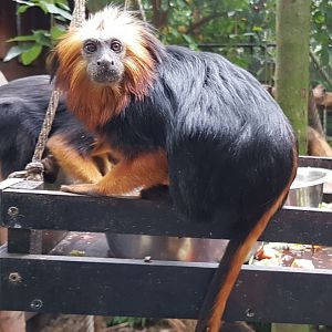 Golden-headed lion-tamarins