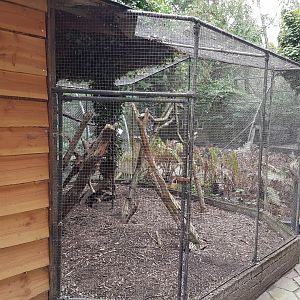 Peacock-pheasant - kestrel aviary