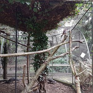 American kestrel and Grey peacock-pheasants