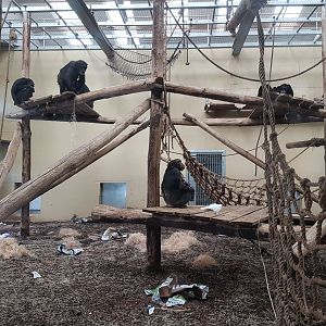 Chimp-troop in the indoor-enclosure