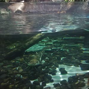 Catfish Tank