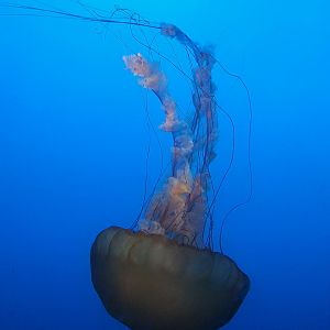 Sea Nettle