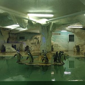 Humboldt Penguin Exhibit