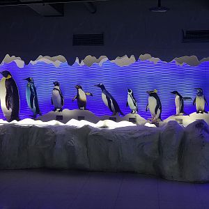Penguin Education