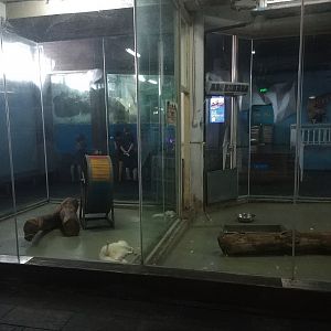 Arctic Fox Enclosures