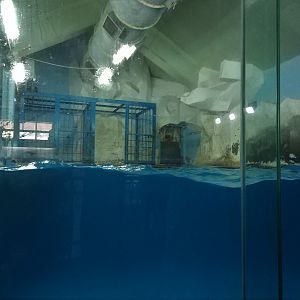 Pinniped Exhibit