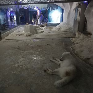 Arctic Wolf Exhibit