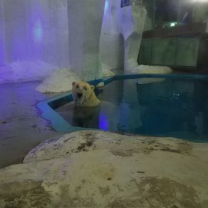Polar Bear