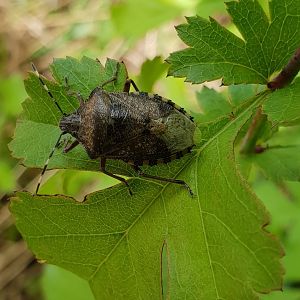 Mottled shieldbug - Rhaphigaster nebulosa