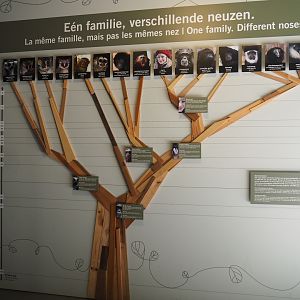 Primate family tree in the small monkey house, 2019-04-20