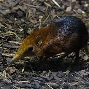 Black-and-rufous elephant shrew (Rhynchocyon petersi), 2019-04-20
