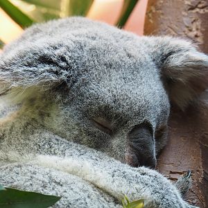 Queensland koala (Phascolarctos cinereus adustus) Guwara, 2019-04-20