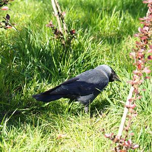 Wild Eurasian jackdaw (Corvus monedula), 2019-04-20