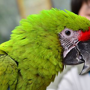 Buffon's macaw (Ara ambiguus)