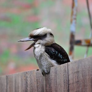 Laughing kookaburra (Dacelo novaeguineae)