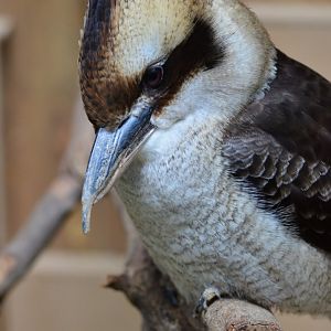 Laughing kookaburra (Dacelo novaeguineae)
