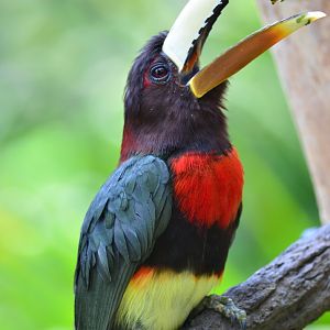 Ivory-billed aracari (Pteroglossus azara)