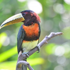Ivory-billed aracari (Pteroglossus azara)