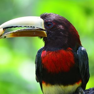 Ivory-billed aracari (Pteroglossus azara)