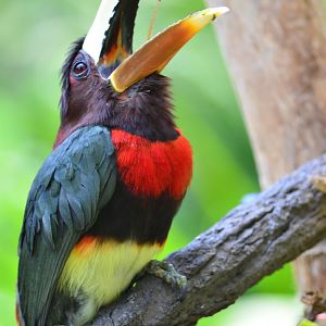 Ivory-billed aracari (Pteroglossus azara)