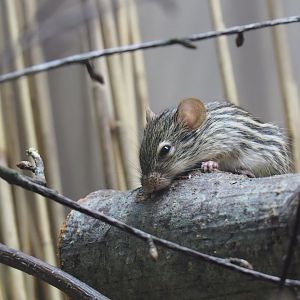Barbary striped grass mouse (Lemniscomys barbarus), 2019-04-20