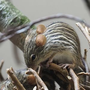 Barbary striped grass mouse (Lemniscomys barbarus), 2019-04-20