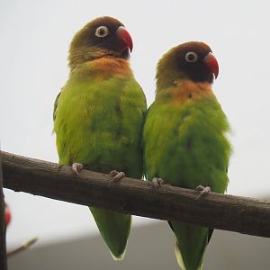 Black-cheeked lovebirds (Agapornis nigrigenis), 2019-04-20