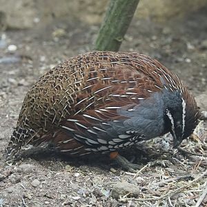 Male Madagascar partridge (Margaroperdix madagarensis), 2019-04-20