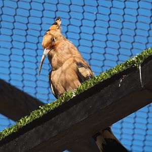 Hoopoe (Upupa epops), 2019-04-20