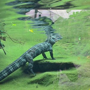 Chinese alligator(Alligator sinensis)