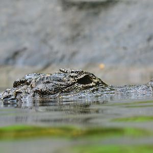 Chinese alligator(Alligator sinensis)