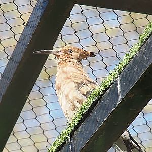 Call of the hoopoe (Upupa epops), 2019-04-20