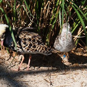 Ruffs (Calidris pugnax), 2019-04-20