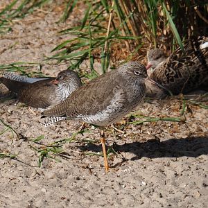 Common redshank (Tringa totanus), 2019-04-20