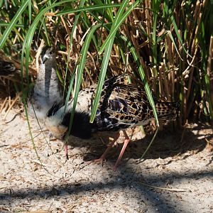 Ruffs (Calidris pugnax), 2019-04-20
