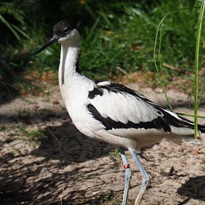 Pied avocet (Recurvirostra avosetta), 2019-04-20
